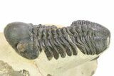 Two Detailed Reedops Trilobite - Atchana, Morocco #283913-8